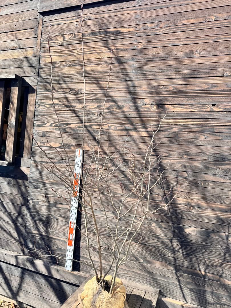 シロモジ/株立ち【現品発送】管理80011