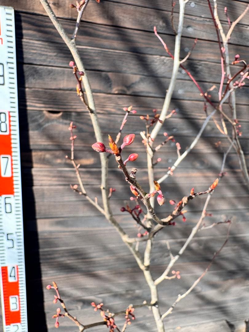 シロモジ/株立ち【現品発送】管理80011