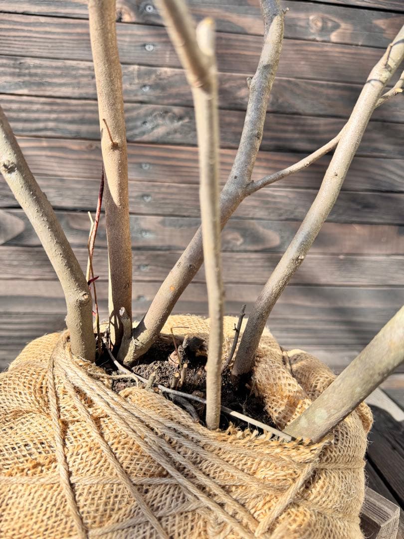 シロモジ/株立ち【現品発送】管理80011