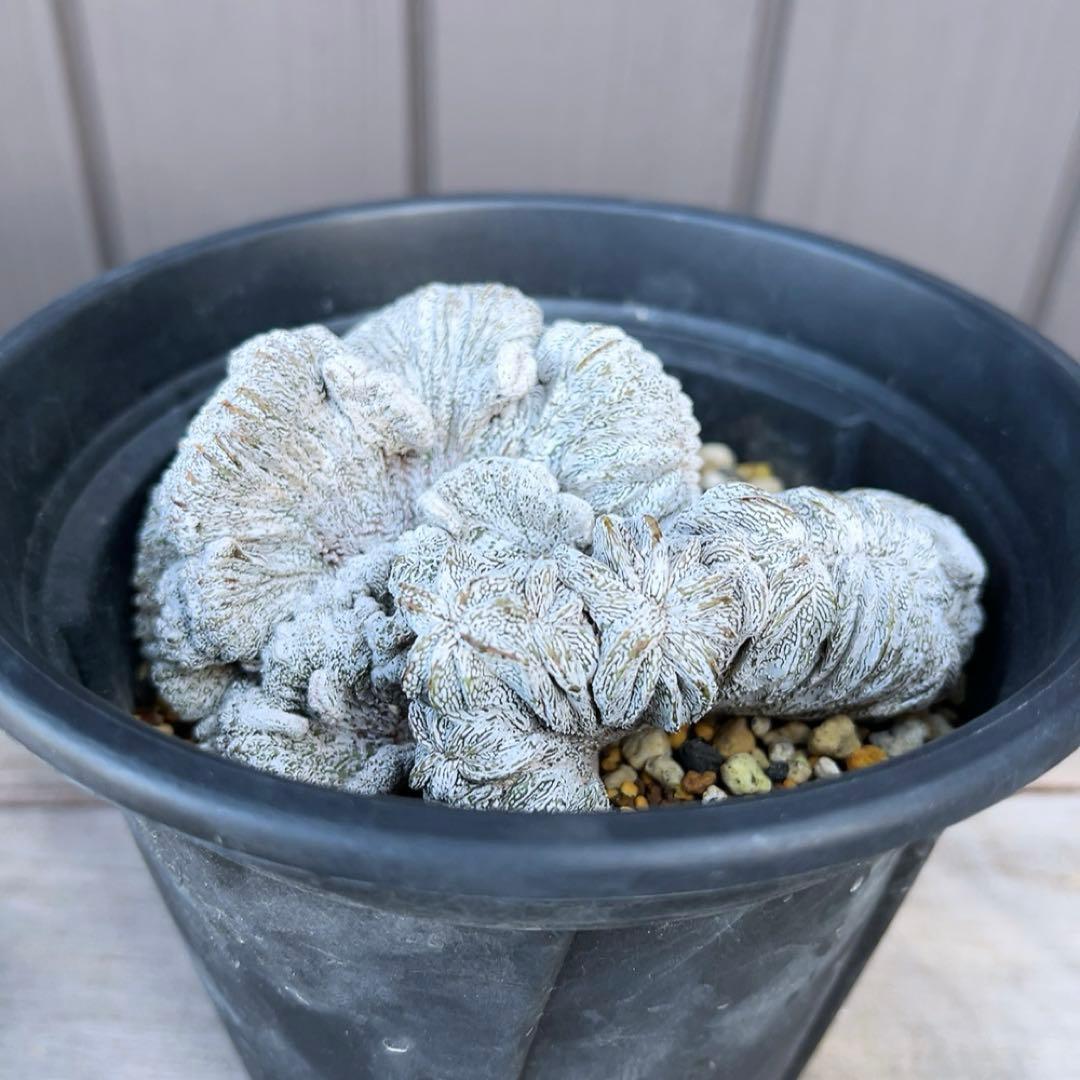 《期間限定販売❗️》『アストロフィツム　恩塚ランポー 綴化』　極美大株　接木降自根