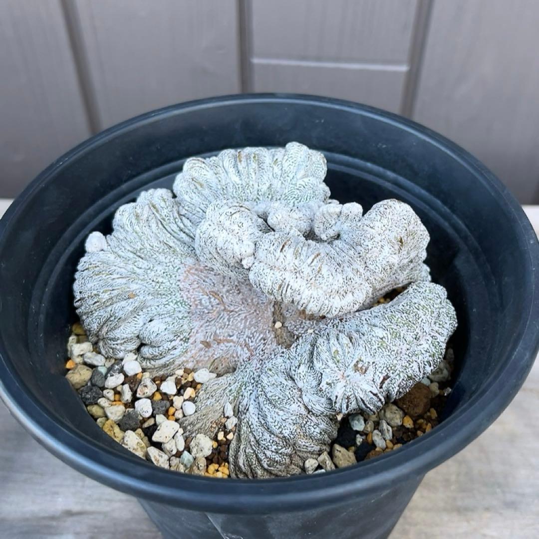 《期間限定販売❗️》『アストロフィツム　恩塚ランポー 綴化』　極美大株　接木降自根