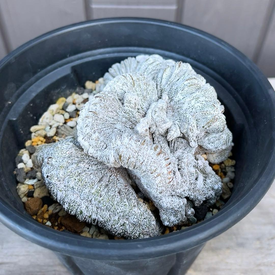 《期間限定販売❗️》『アストロフィツム　恩塚ランポー 綴化』　極美大株　接木降自根