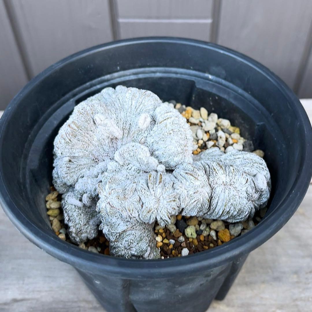 《期間限定販売❗️》『アストロフィツム　恩塚ランポー 綴化』　極美大株　接木降自根