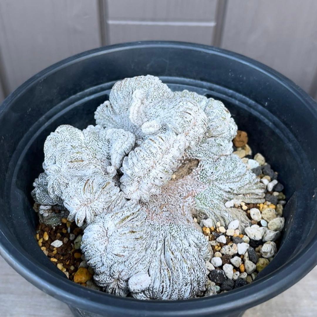 《期間限定販売❗️》『アストロフィツム　恩塚ランポー 綴化』　極美大株　接木降自根