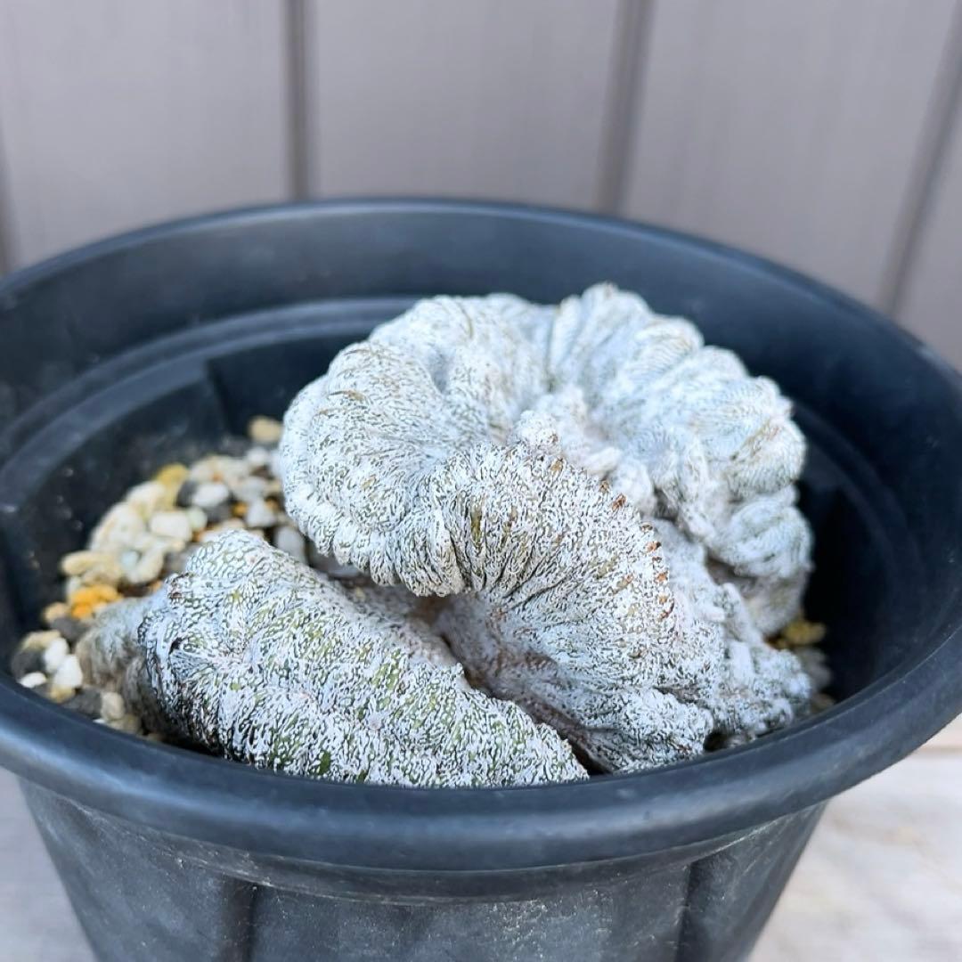 《期間限定販売❗️》『アストロフィツム　恩塚ランポー 綴化』　極美大株　接木降自根