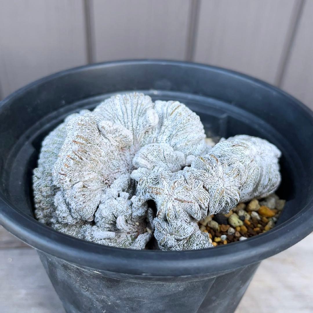 《期間限定販売❗️》『アストロフィツム　恩塚ランポー 綴化』　極美大株　接木降自根