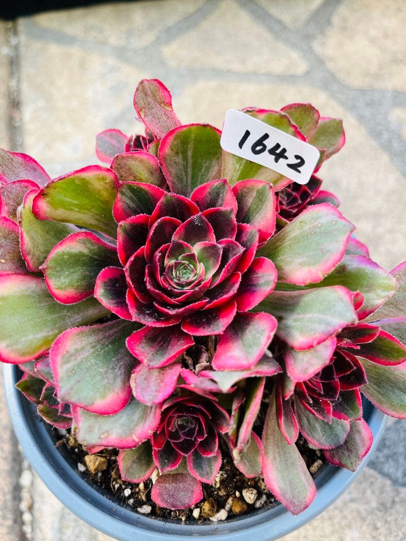 アエオニウム 黒魔錦 七頭群生株 ＃1642 - メルカリ