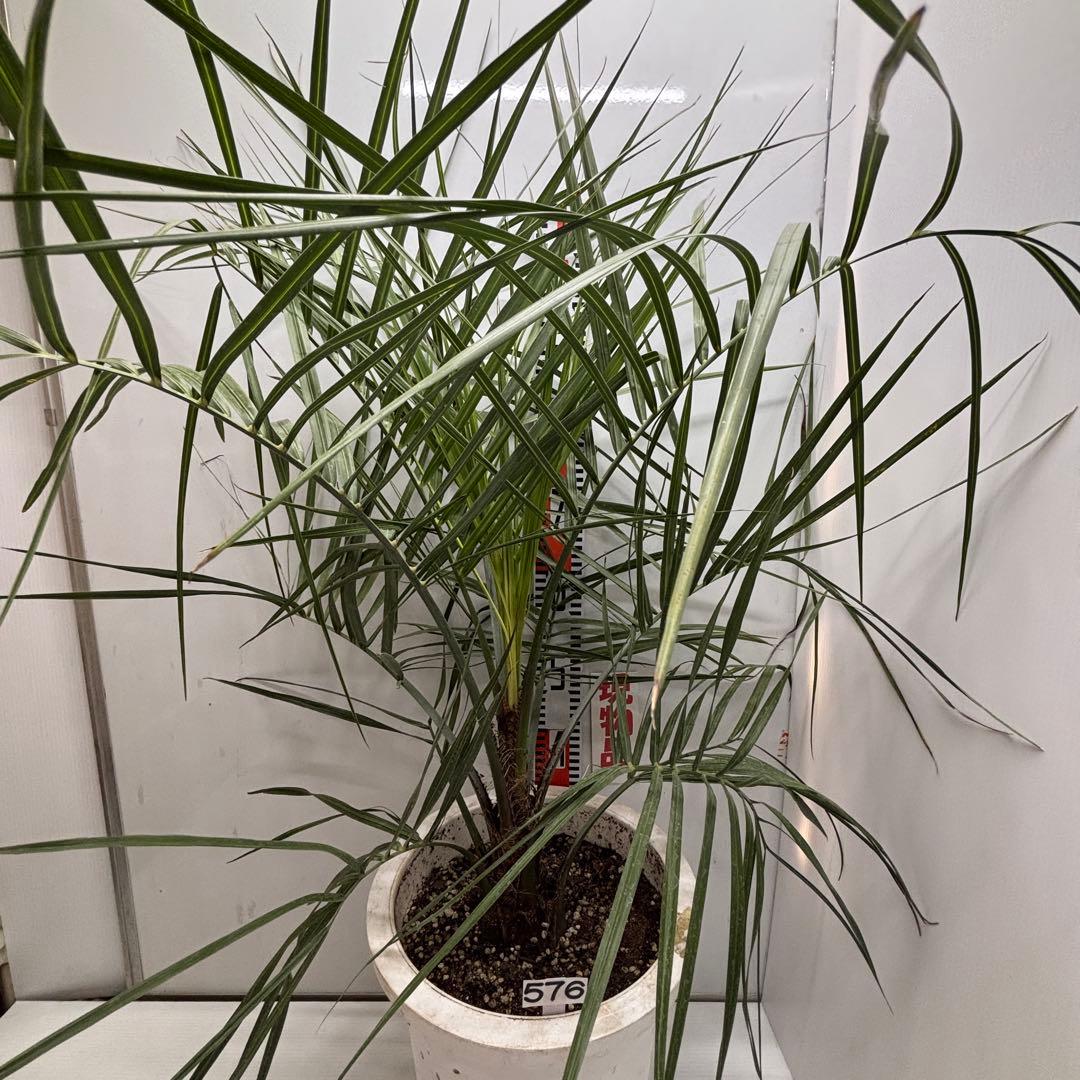 《希少》ココスヤシ 　１０号(30cm)鉢　#576