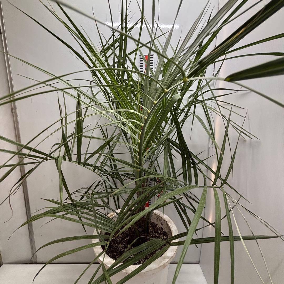 《希少》ココスヤシ 　１０号(30cm)鉢　#576