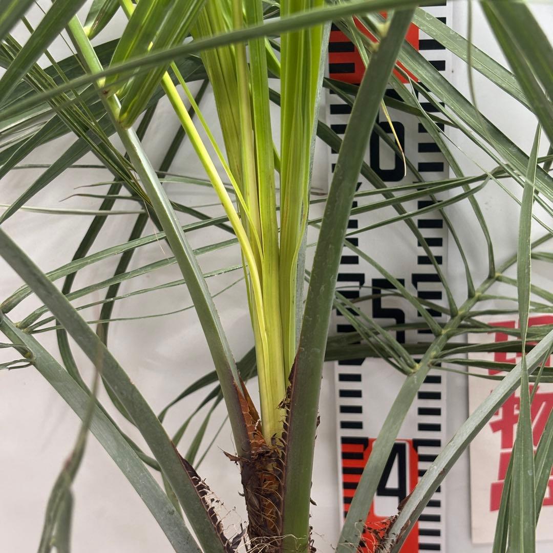 《希少》ココスヤシ 　１０号(30cm)鉢　#576