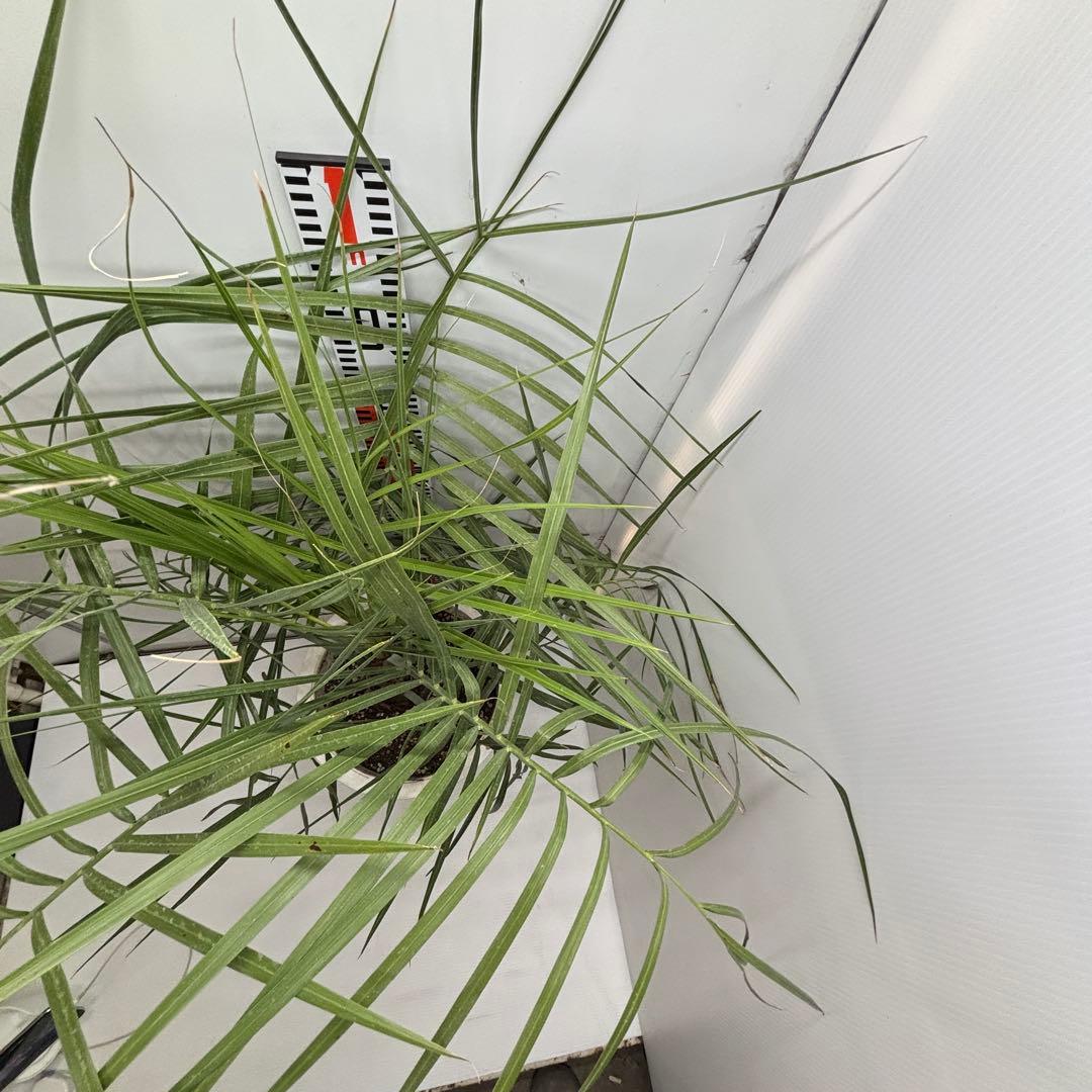 《希少》ココスヤシ 　１０号(30cm)鉢　#576