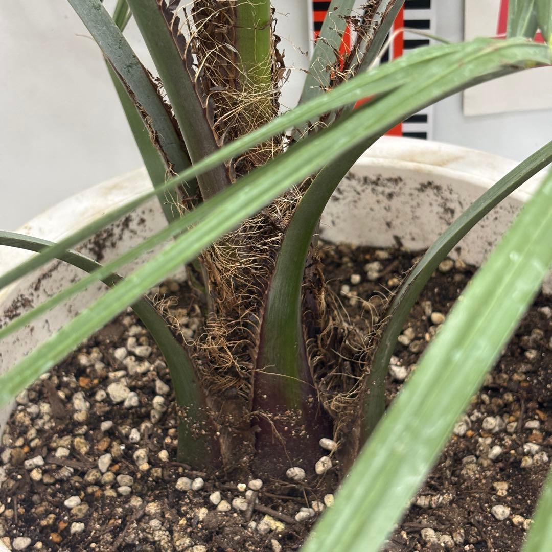 《希少》ココスヤシ 　１０号(30cm)鉢　#576