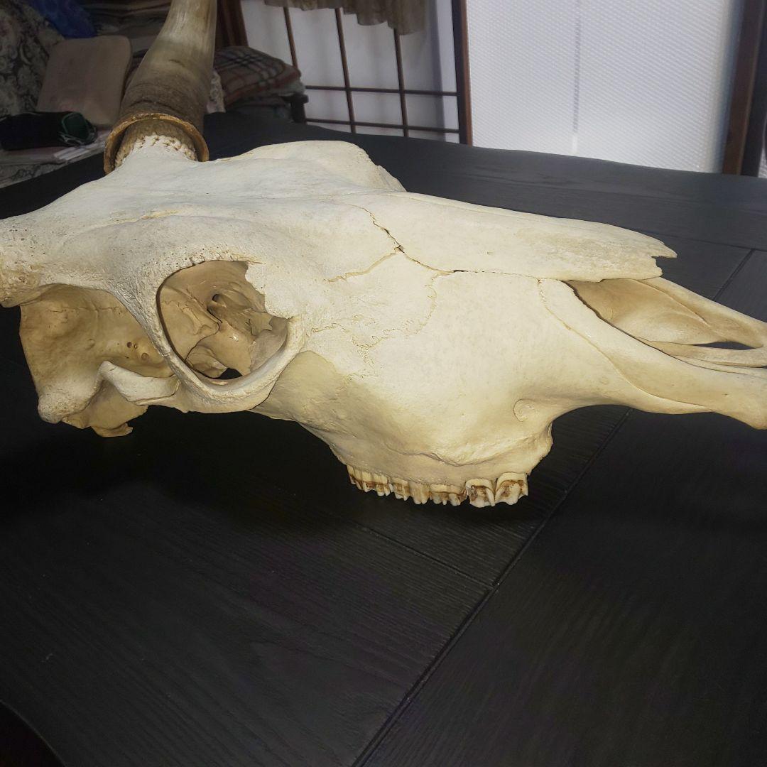牛頭蓋骨本物美術教材オブジェ魔法使いの嫁