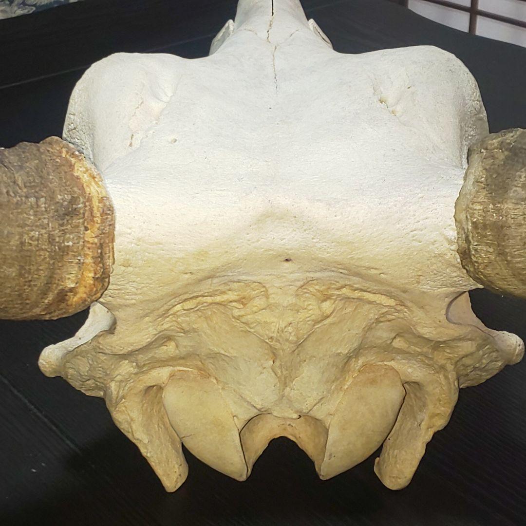 牛頭蓋骨本物美術教材オブジェ魔法使いの嫁