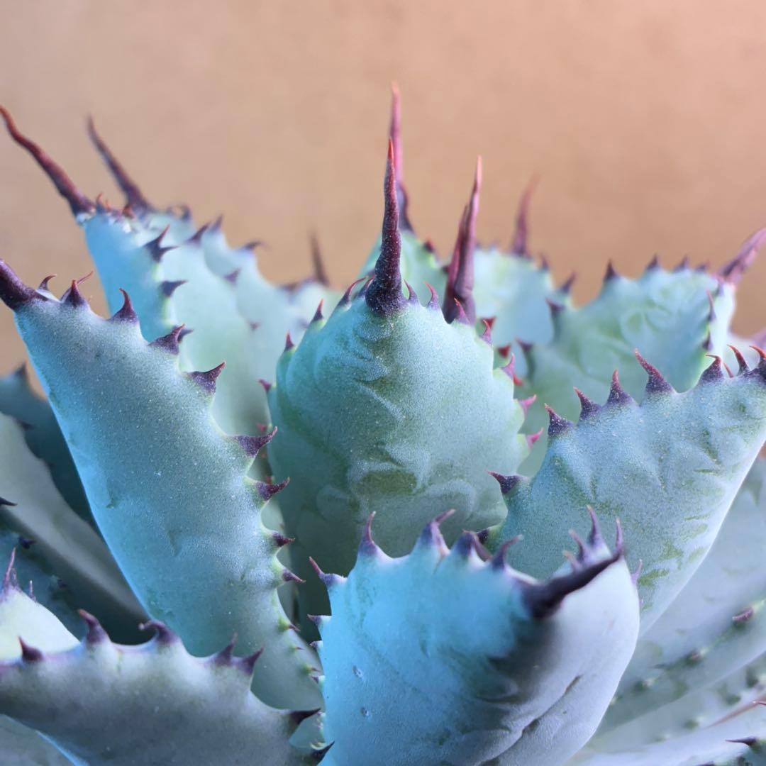 アガベ ハイブリッド 八荒雷神 曲刺八荒 陽炎強黒曲棘 特選 - メルカリ