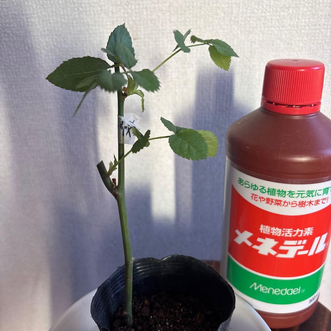 レア‼️切り花品種 薔薇