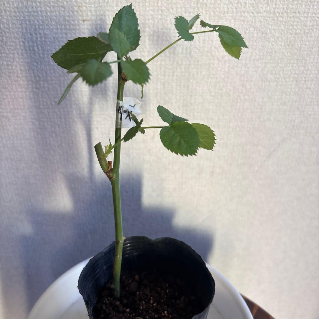 レア‼️切り花品種 薔薇
