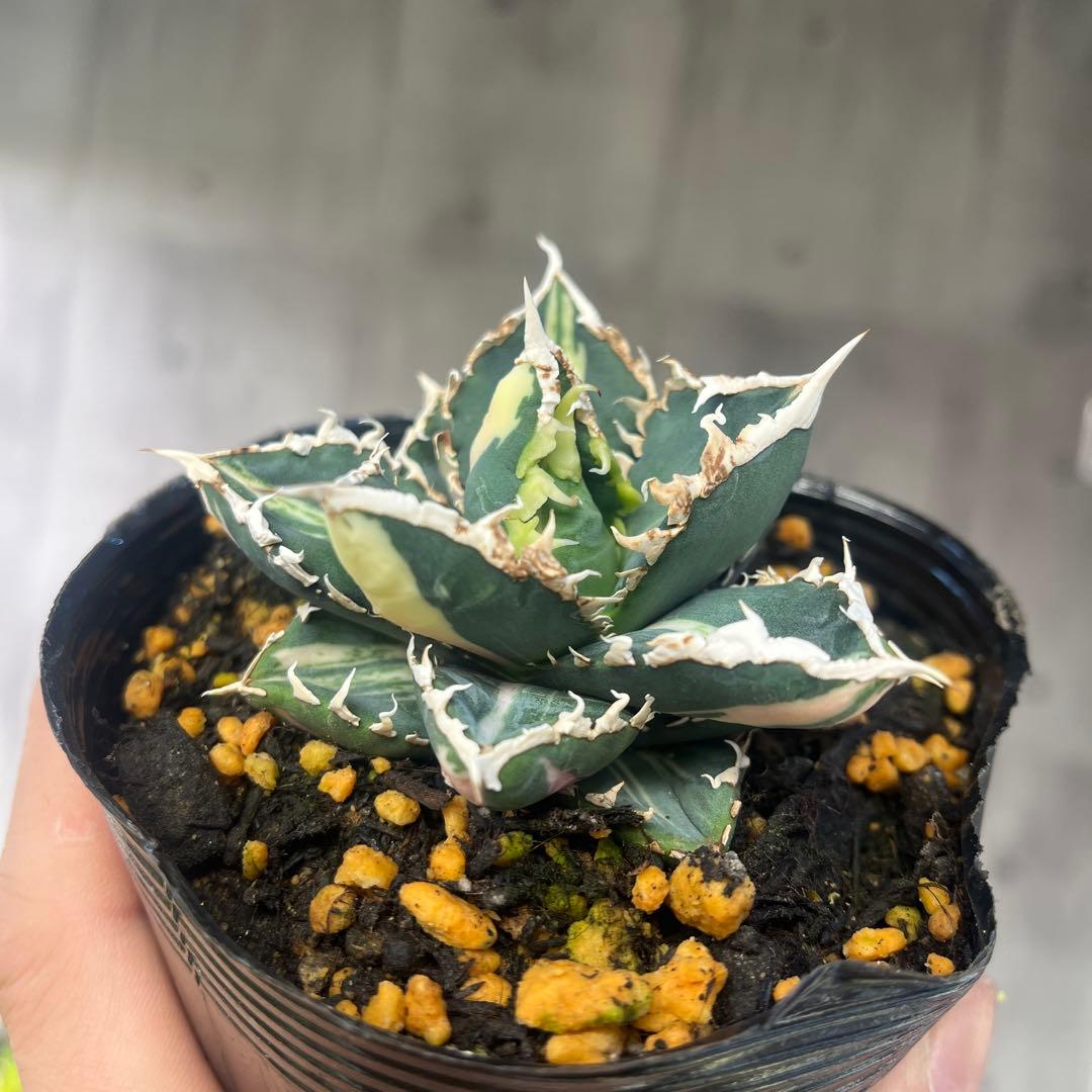 アガベ狼人錦斑入りコレクション株抜き苗発送