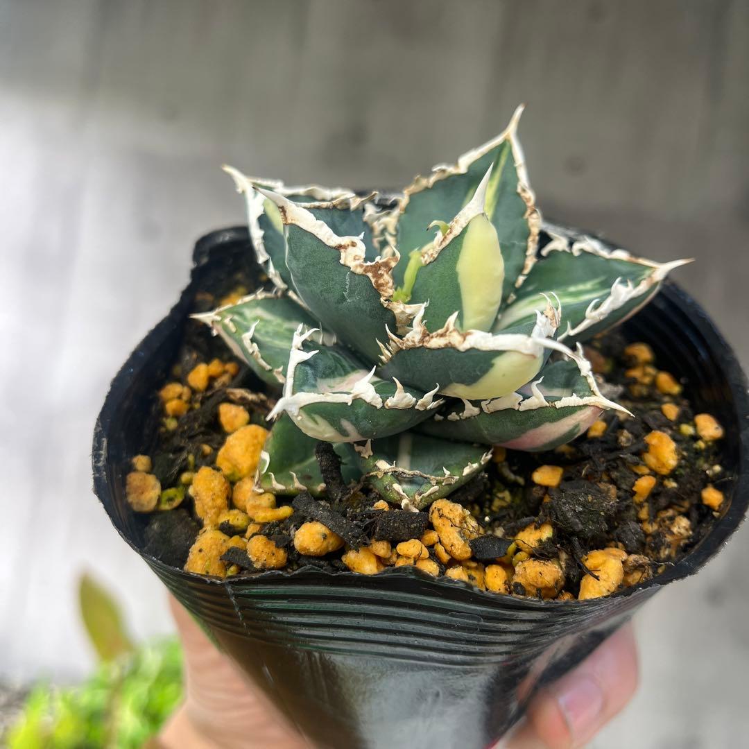 アガベ狼人錦斑入りコレクション株抜き苗発送