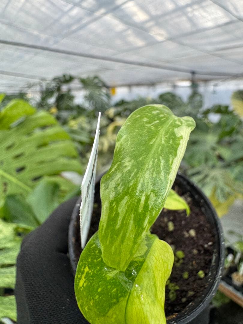 2 モンステラ　エレクトロライト　組織培養苗　順化済