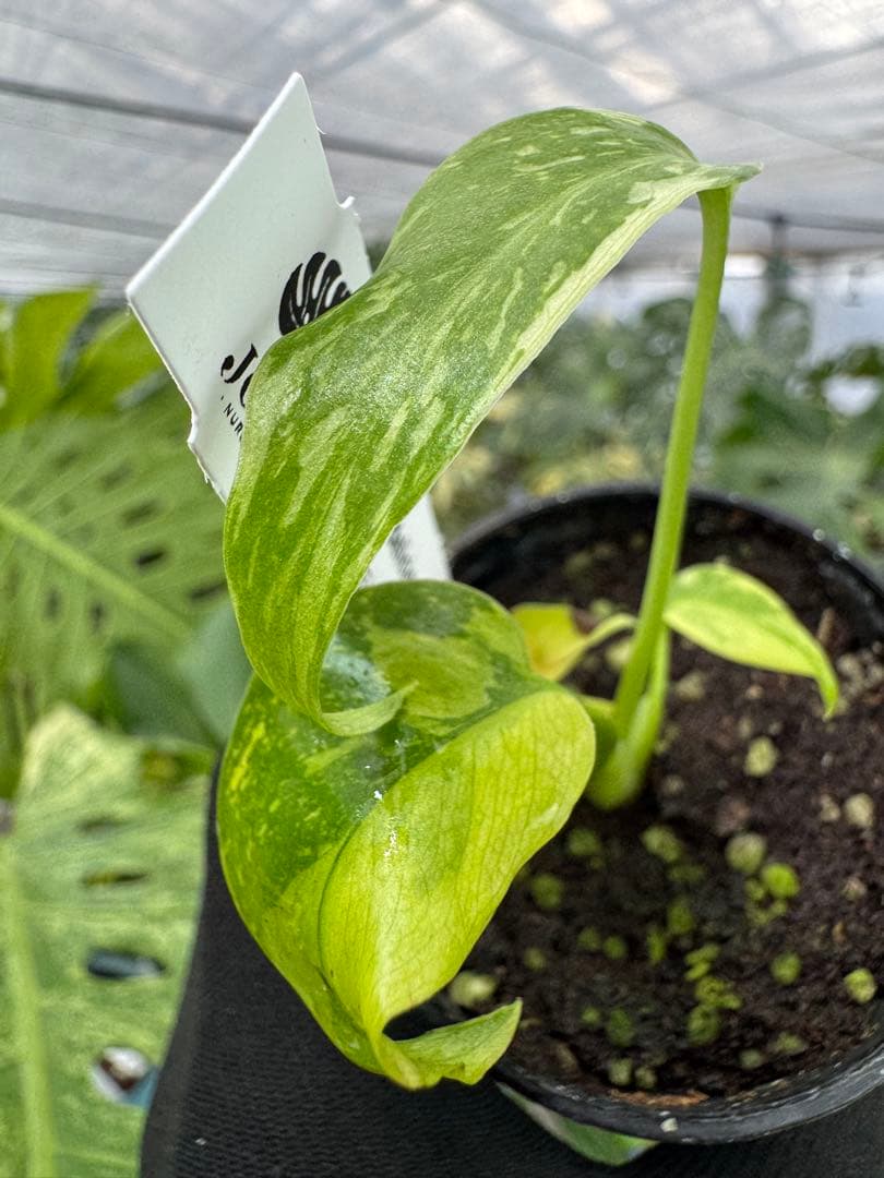 2 モンステラ　エレクトロライト　組織培養苗　順化済