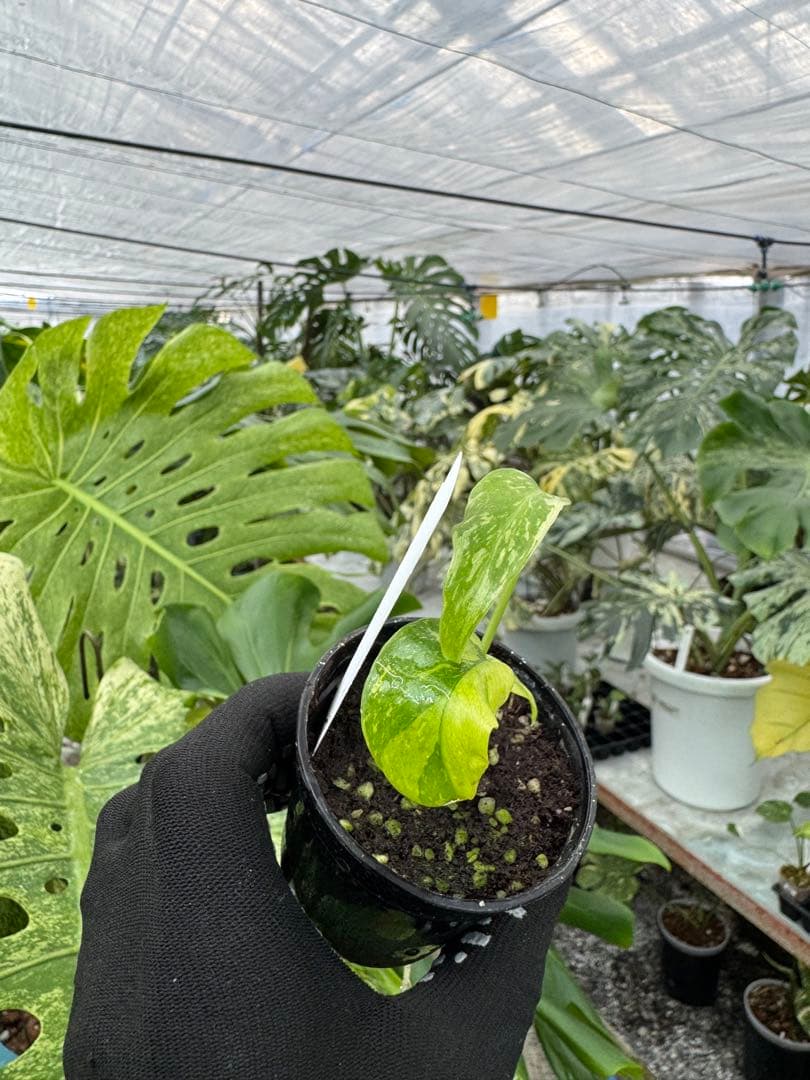 2 モンステラ　エレクトロライト　組織培養苗　順化済