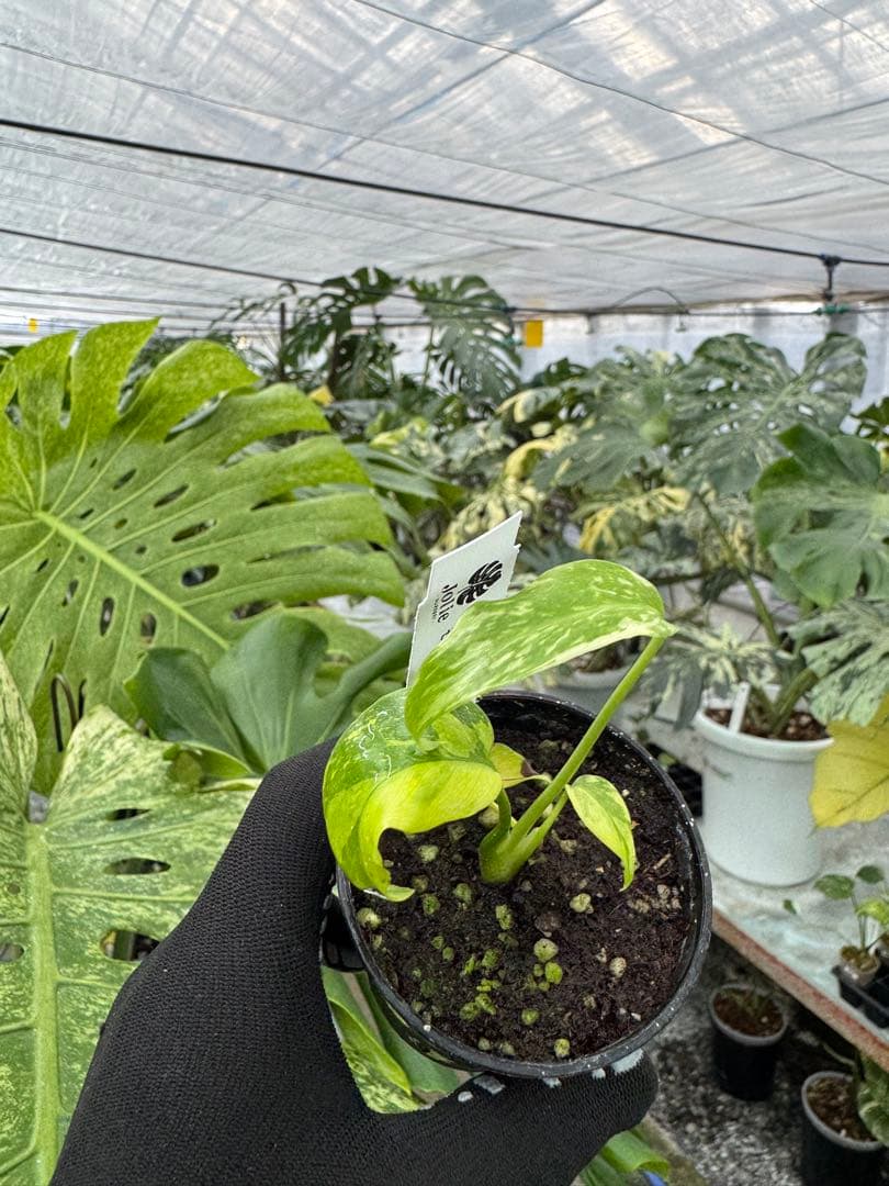 2 モンステラ　エレクトロライト　組織培養苗　順化済