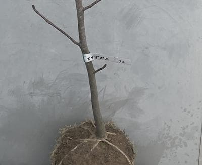 《現品》モクレン　エリザベス　樹高1.3ｍ（根鉢含まず）32【黄花/苗木】