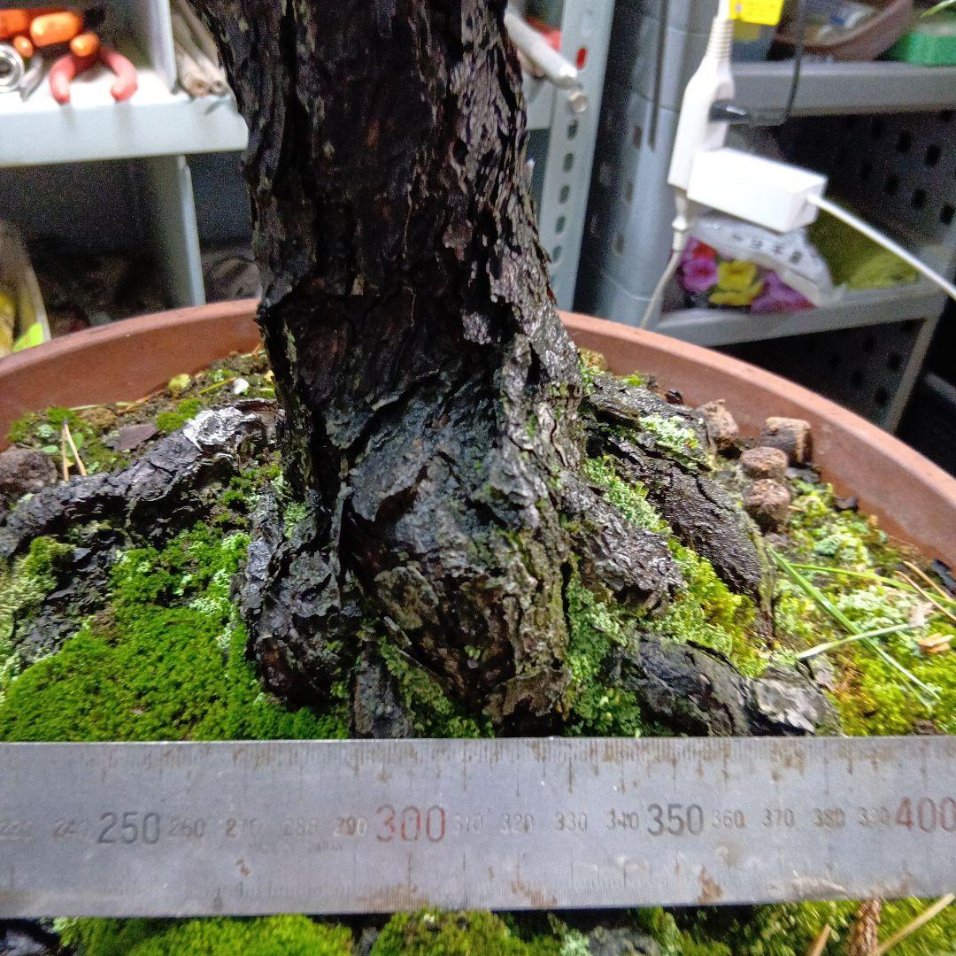 黒松盆栽（かなり古い） 黒松盆栽（スェーデン黒松）中品盆栽（実生