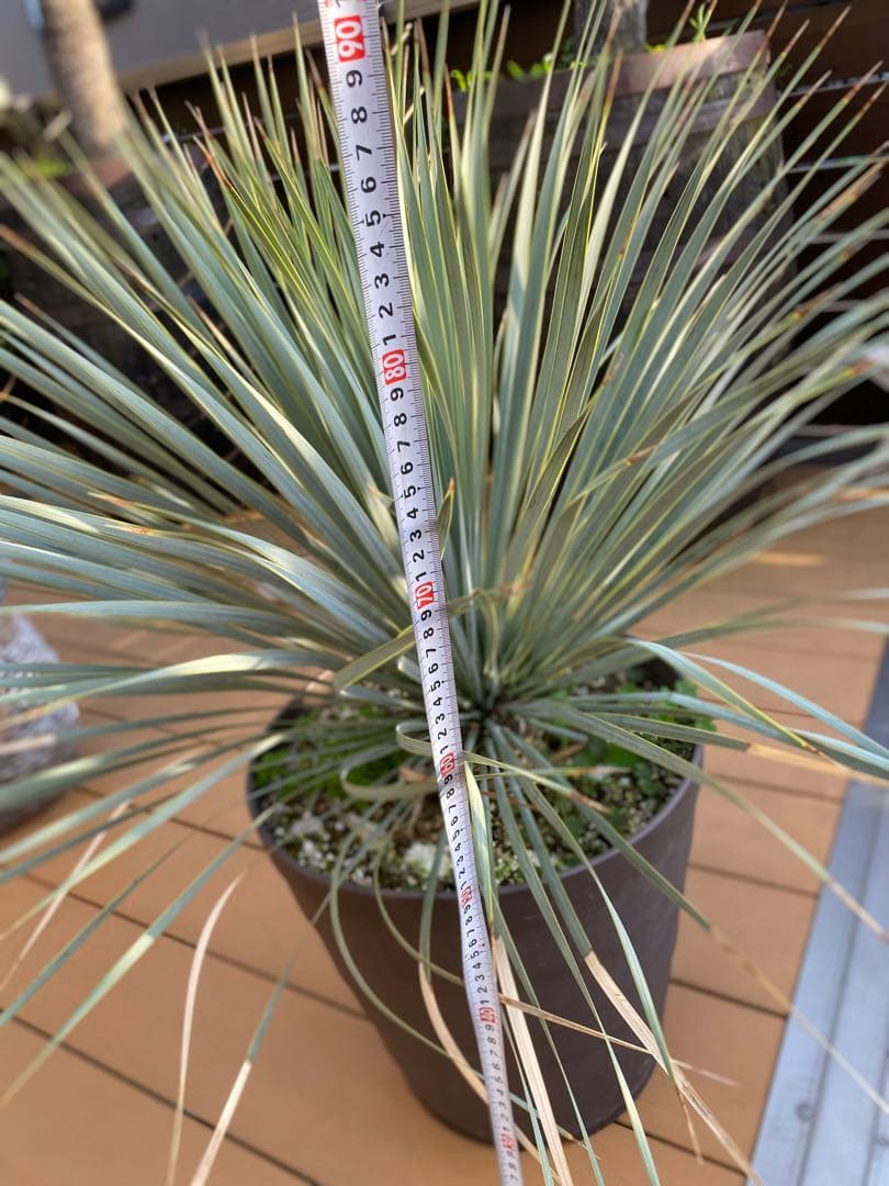 ユッカロストラータブルーサンダー