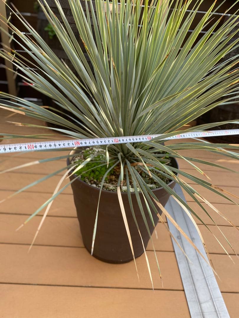 ユッカロストラータブルーサンダー