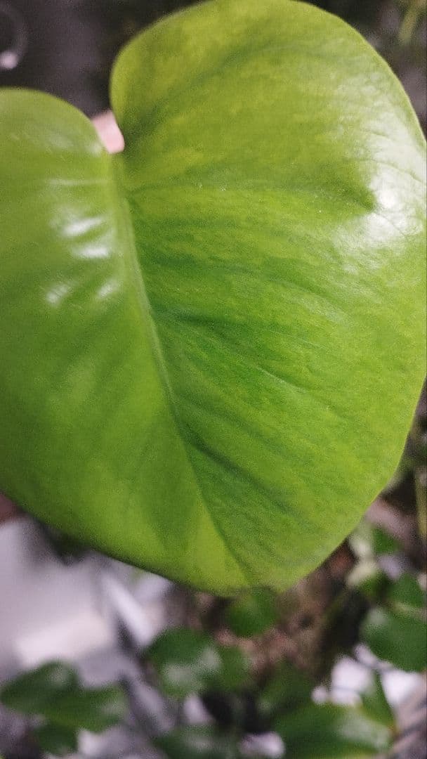 モンステラ　グリーンオングリーン　グリーンゴースト　1点のみ