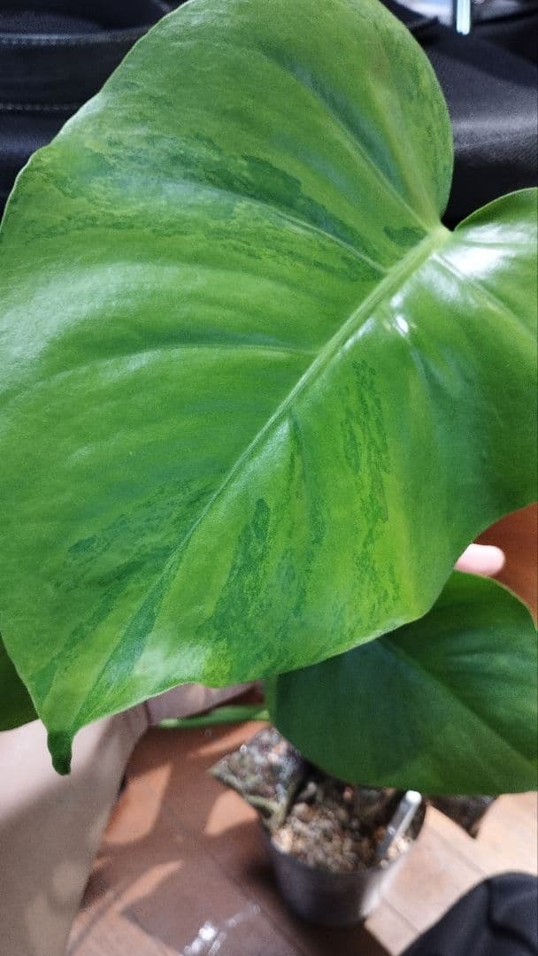 モンステラ　グリーンオングリーン　グリーンゴースト　1点のみ