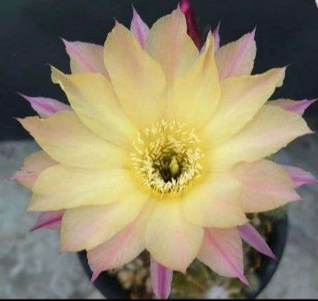 サボテン アルビフローラhyb オレンジ花 抜き苗