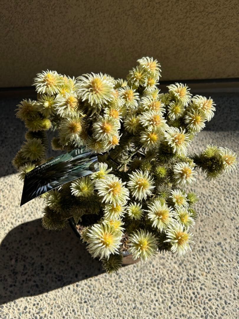 フィリカプベッセンスワフトフェザー7号特A①