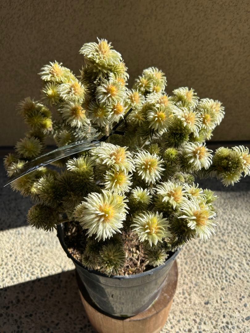 フィリカプベッセンスワフトフェザー7号特A①