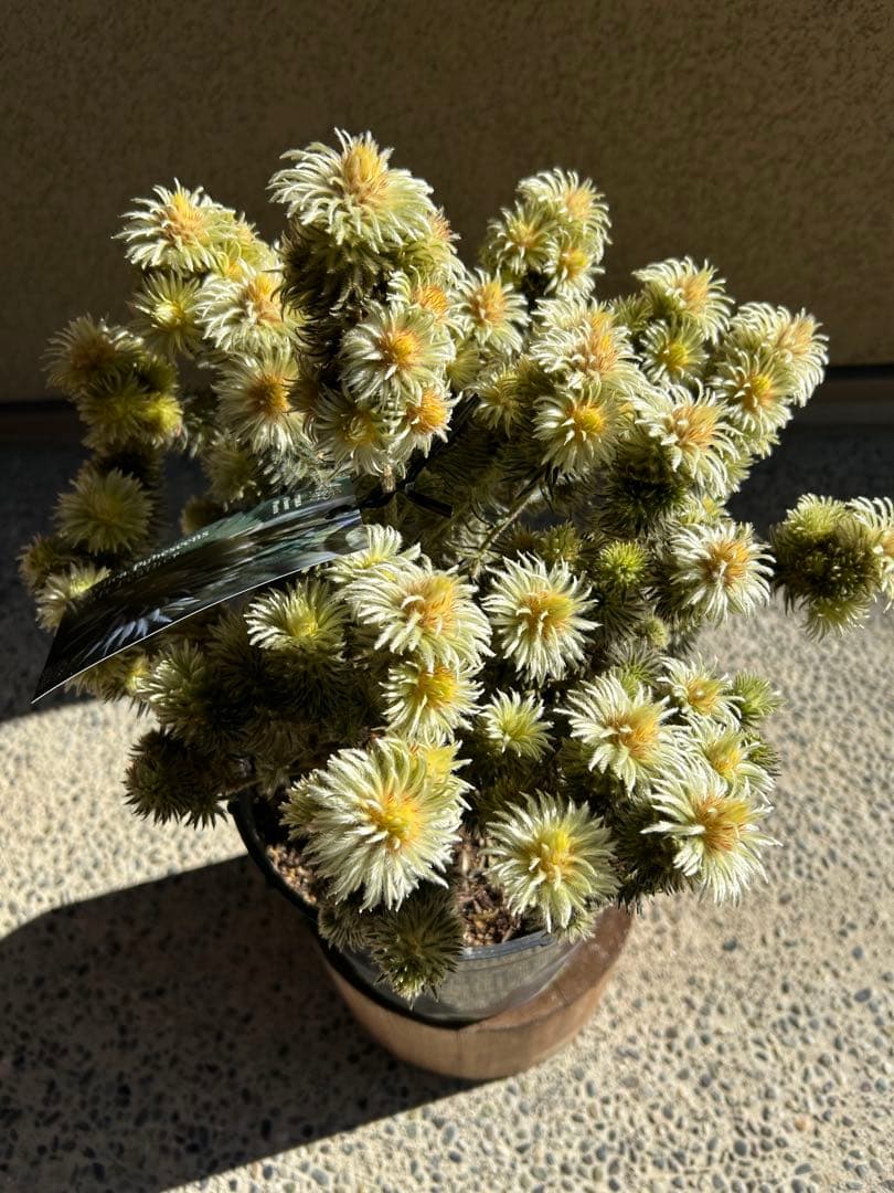 フィリカプベッセンスワフトフェザー7号特A①