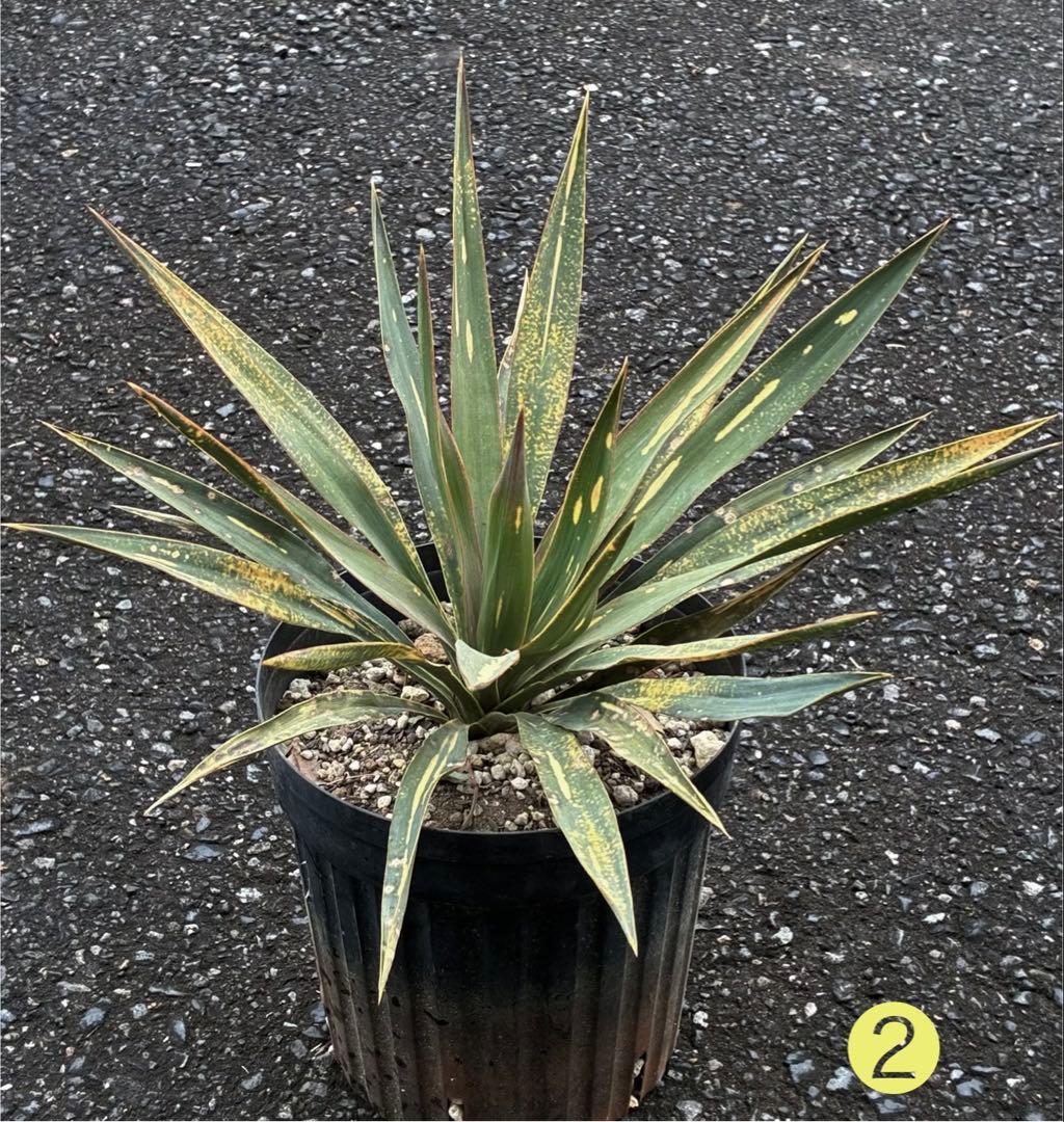 ユッカグロリオサ 散り斑 抜き苗 ➁ - メルカリ