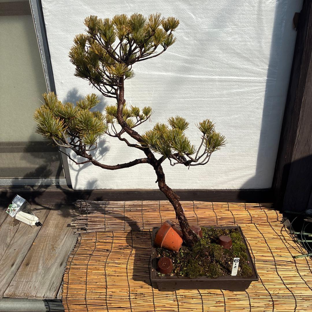 ☆盆栽☆ 赤石五葉松 Z-17 樹齢約50年以上 ☆愛媛県より発送☆ - メルカリ