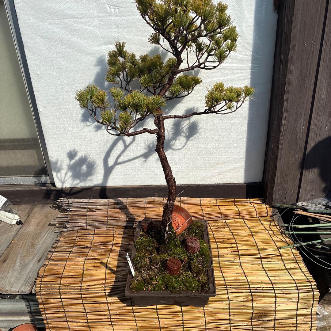 ☆盆栽☆ 赤石五葉松 Z-17 樹齢約50年以上 ☆愛媛県より発送☆ - メルカリ