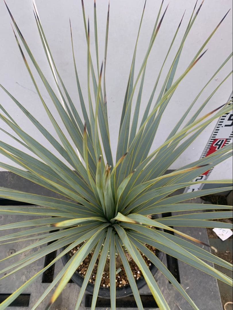 ユッカ　ロストラータ　30