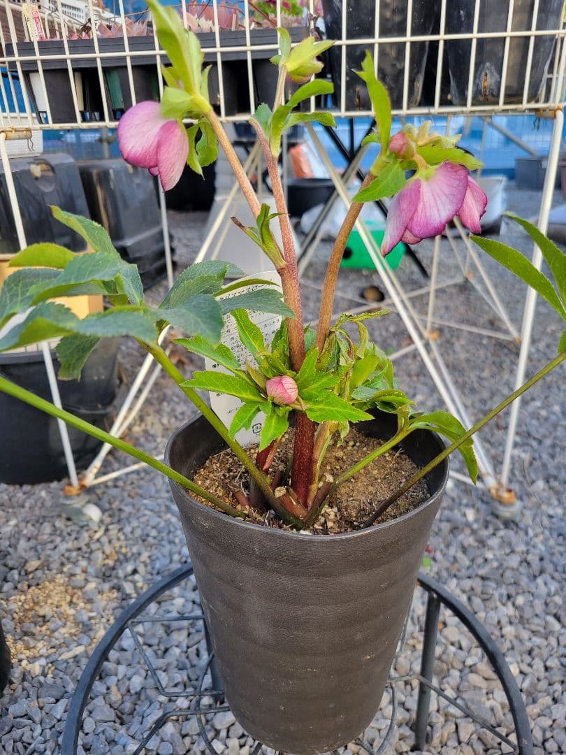 広瀬園芸　ピンクピコティぼかしDD　クリスマスローズ