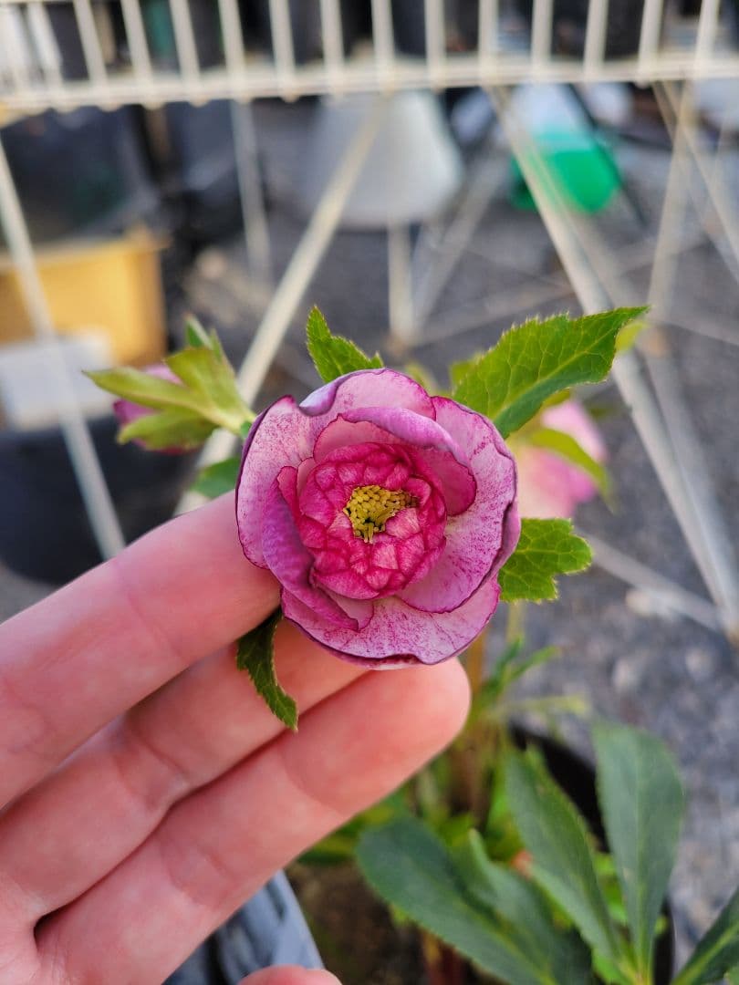 広瀬園芸　ピンクピコティぼかしDD　クリスマスローズ