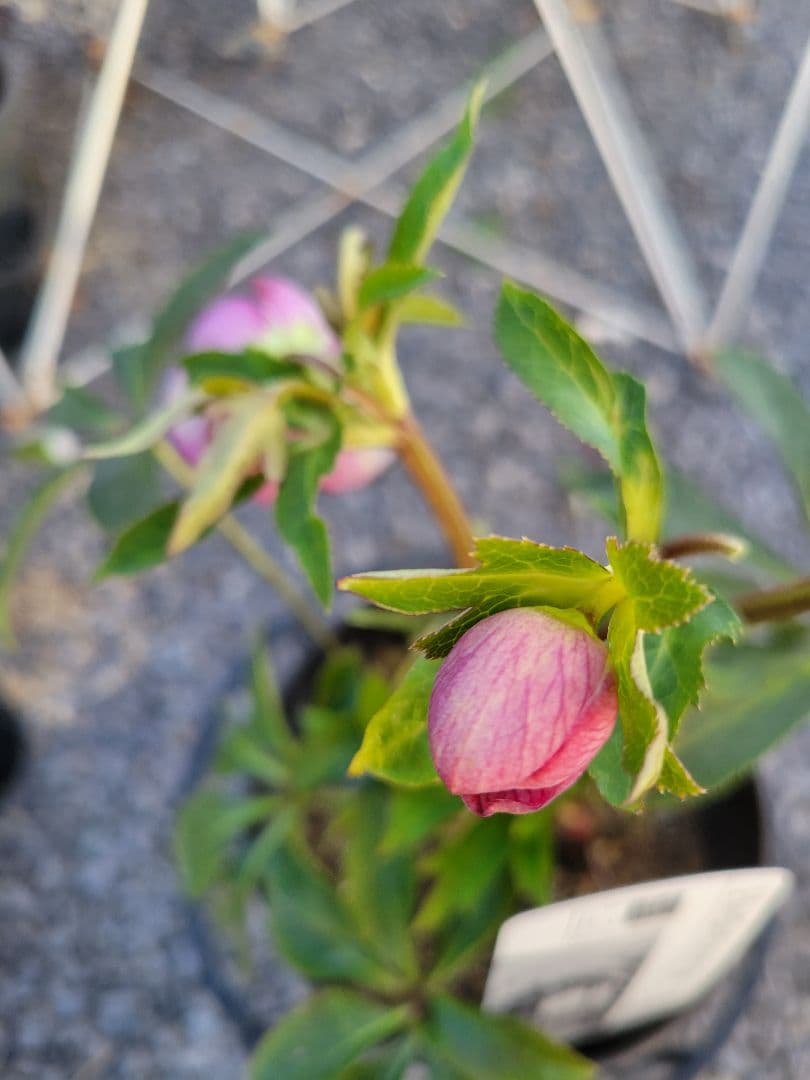 広瀬園芸　ピンクピコティぼかしDD　クリスマスローズ