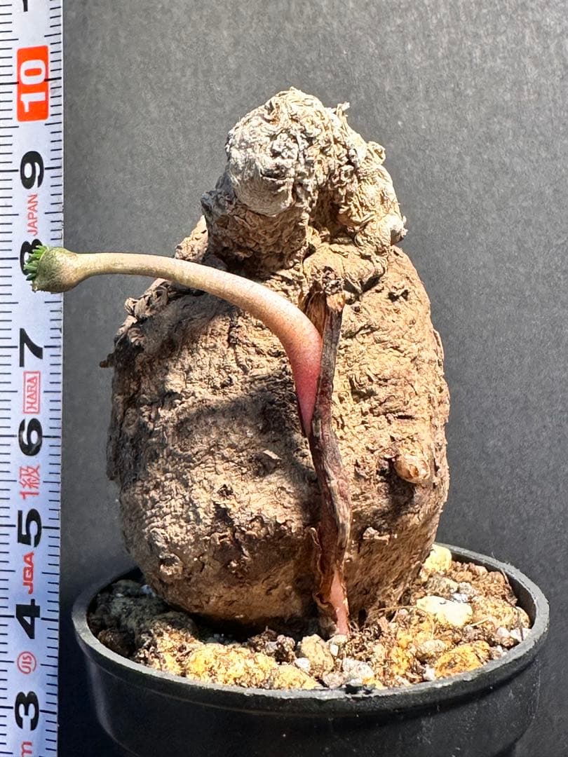 半*ー様 エリオスペルマムムルチフィダムEriospermum multifid