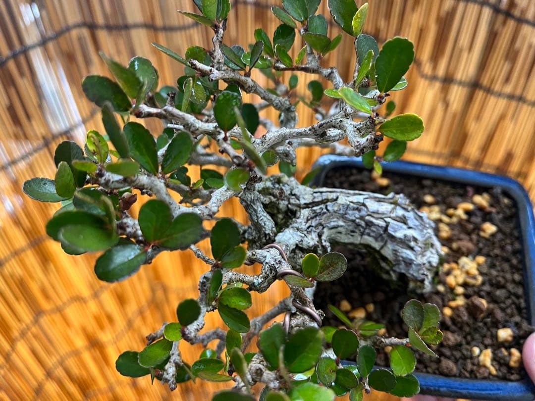 ✨✨✨ハリツリマサキ【◎良品素材】検/ハートツリー実happy♪セール♪