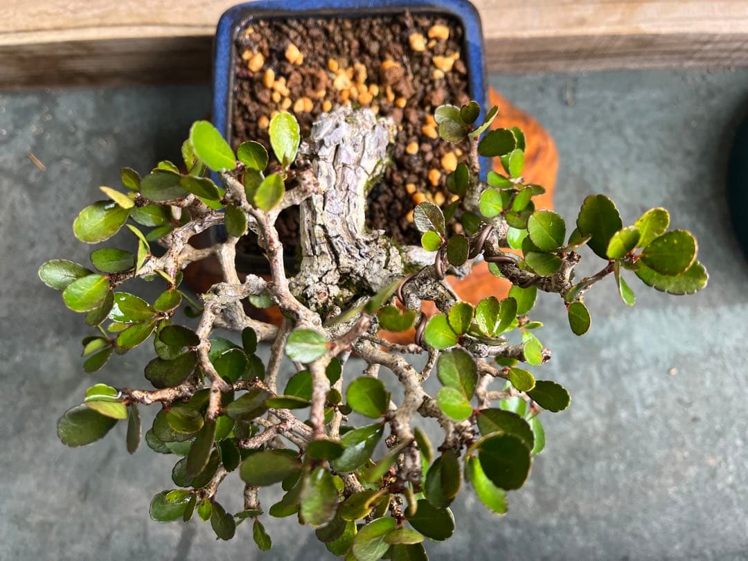 ✨✨✨ハリツリマサキ【◎良品素材】検/ハートツリー実happy♪セール♪