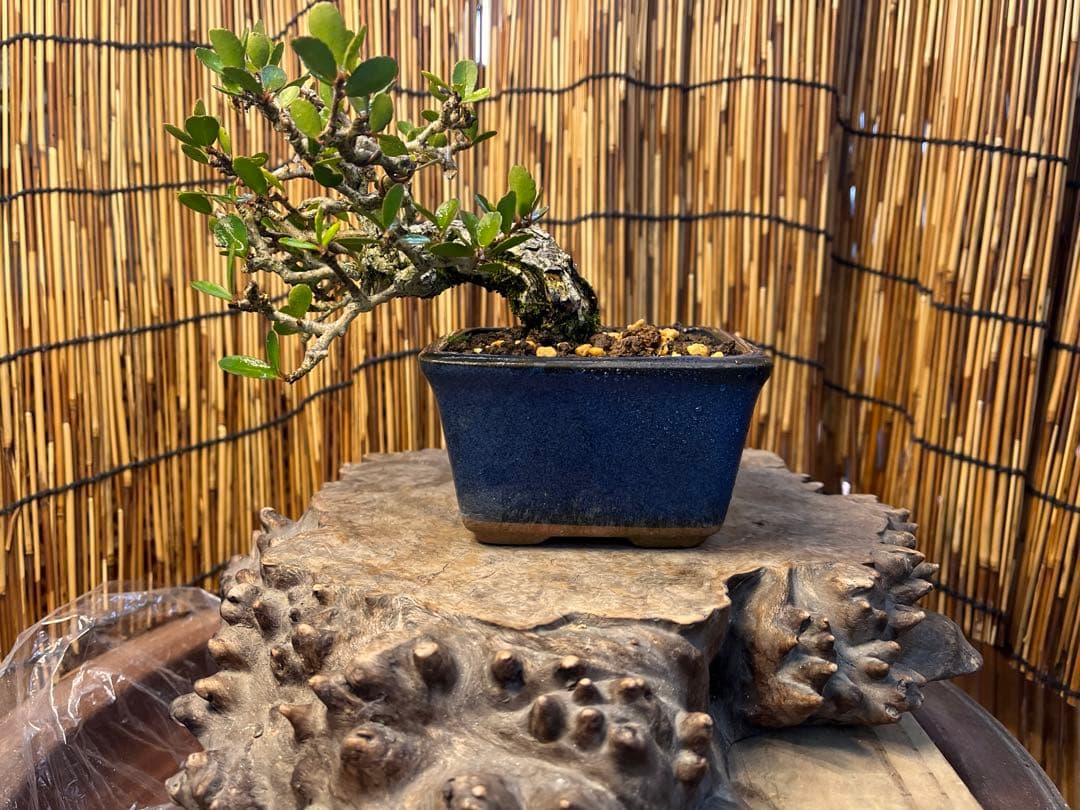 ✨✨✨ハリツリマサキ【◎良品素材】検/ハートツリー実happy♪セール♪