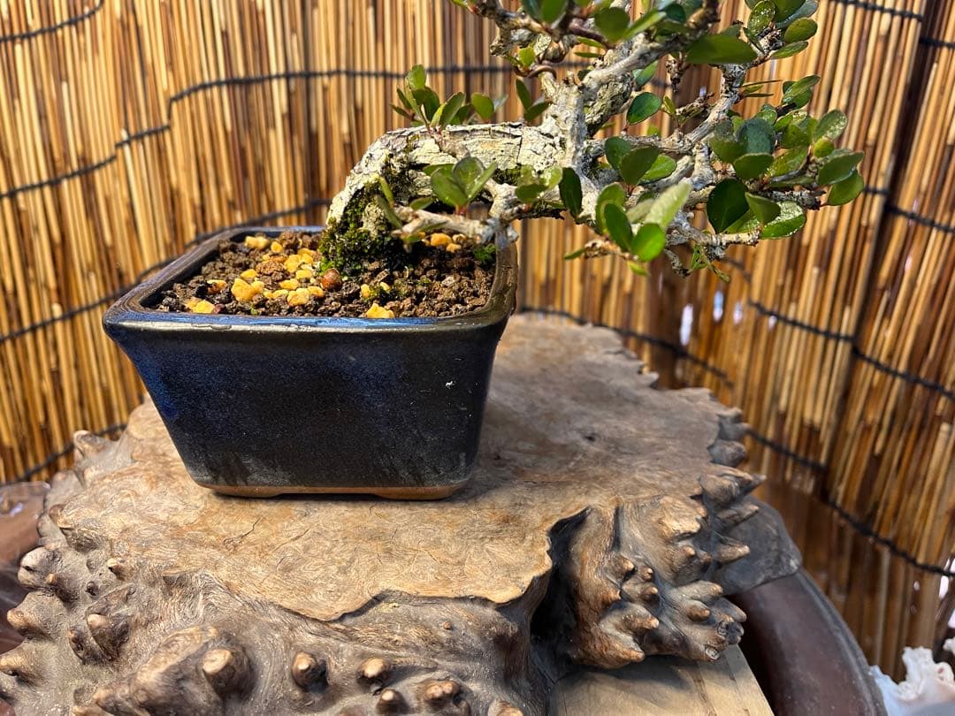 ✨✨✨ハリツリマサキ【◎良品素材】検/ハートツリー実happy♪セール♪