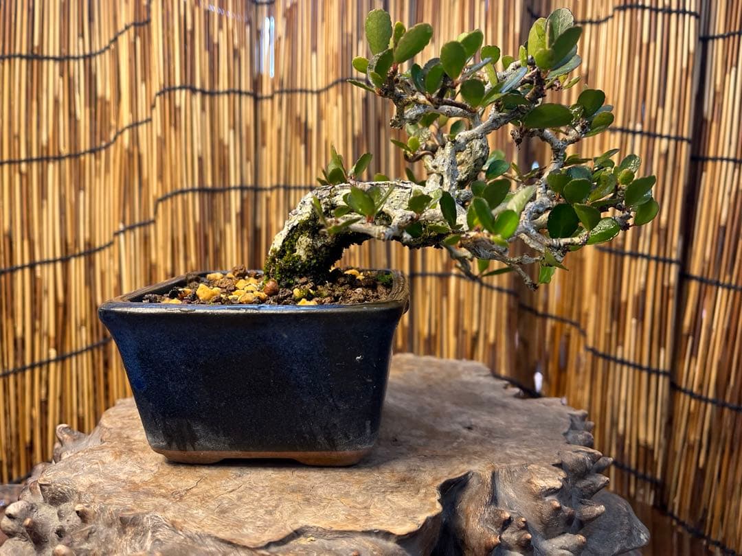 ✨✨✨ハリツリマサキ【◎良品素材】検/ハートツリー実happy♪セール♪